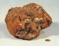 Fot. 2. Brya bursztynu o masie 4280 g wydobyta w Jantarnym w latach 60. XX w.